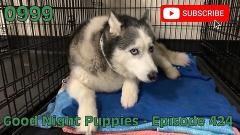 [0999] GOOD NIGHT PUPPIES - EPISODE 424 [#dogs #doggos #doggos #puppies #dogdaycare]