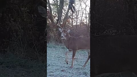 Anyone still hunting this January? #shorts #deer #deerhunting #biology