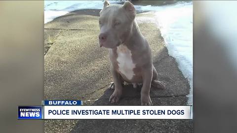 Family searches for dog stolen from their yard----6pm