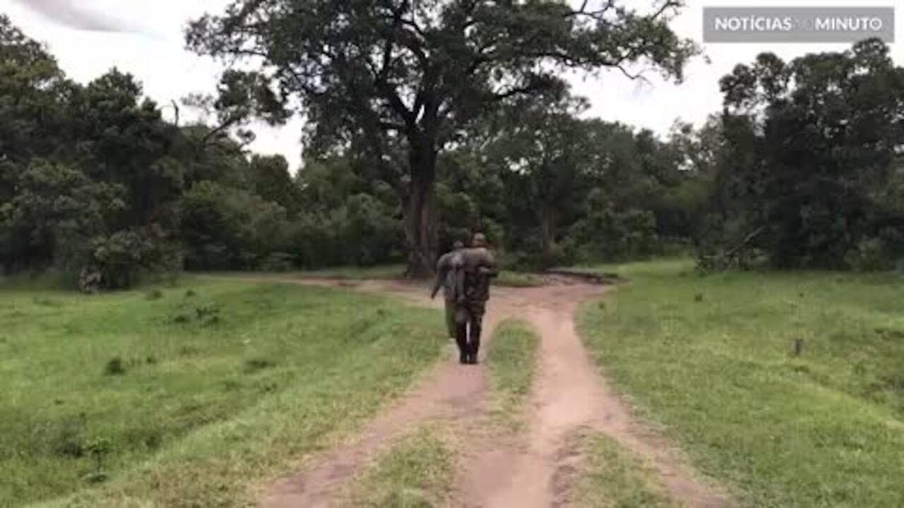 Filhote de elefante prematuro é resgatado de helicóptero