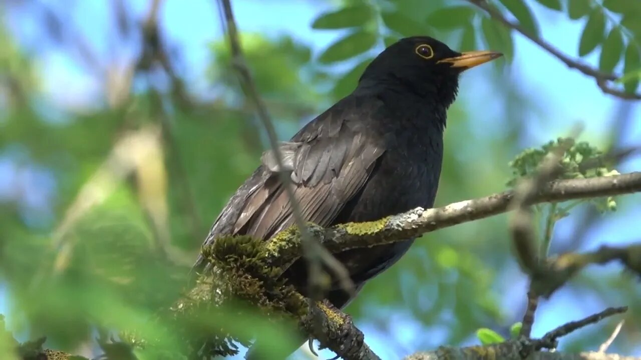 canto sabia preta-sabiá-una mais lindo da natureza