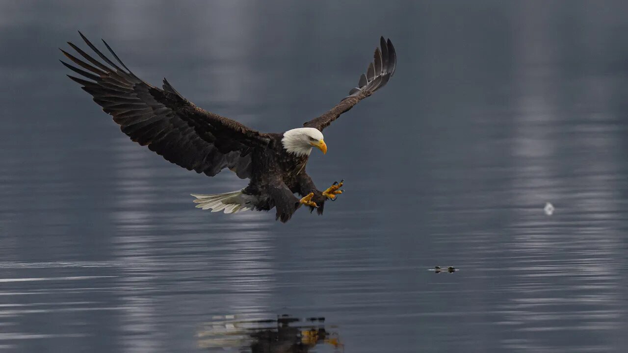 Bald Eagle Reflection & Closeup, Sony A1/Sony Alpha 1, 4k