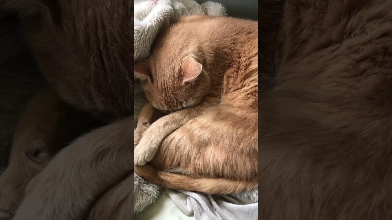 Sleeping kitty 💕