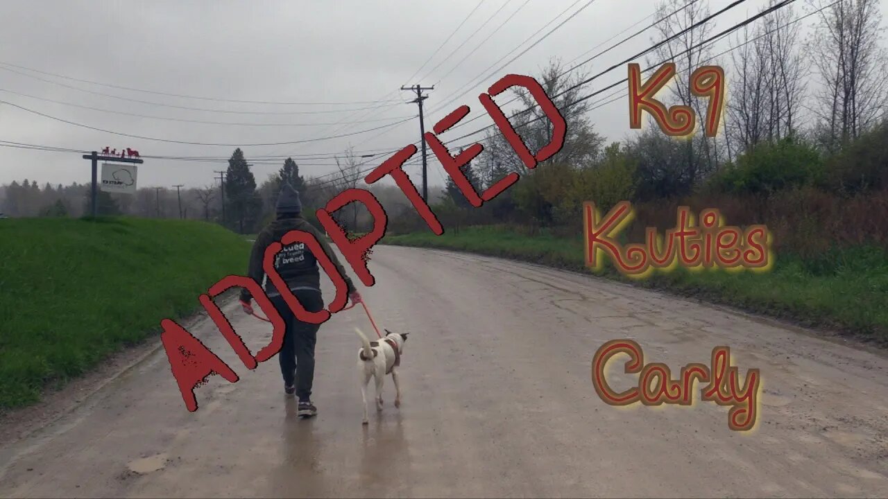 K9 Kuties "Carly"**UPDATE**ADOPTED**