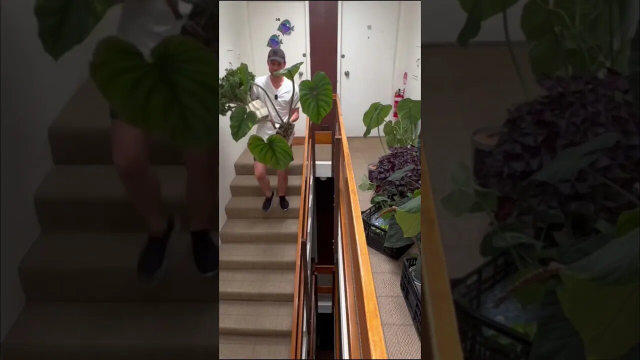 Leg day but make it planty!!