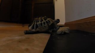 Tordy The Tortoise Having Breakfast