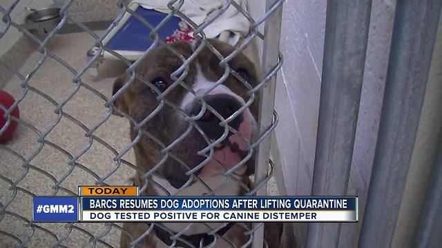 Dogs available for adoption again at BARCS