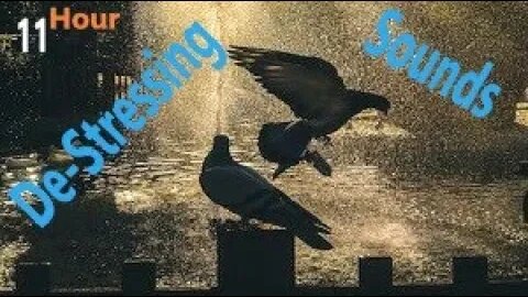 Frolicking Birds Sing at A Flower Water Fountain on A Beautiful Day to Calm & Relax You 11 Hours