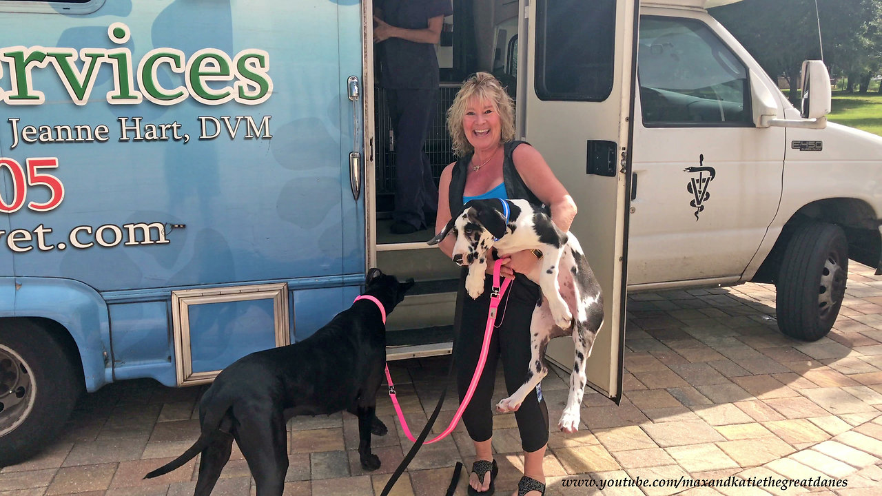 Funny Great Dane and Puppy's Visit to the Vets