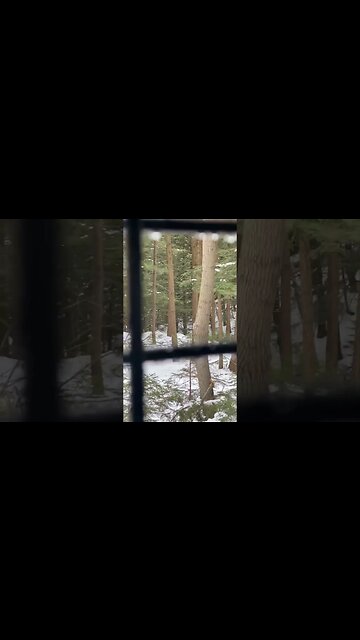 More deer music test