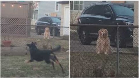 Questo cane desolato è stato escluso dai giochi!