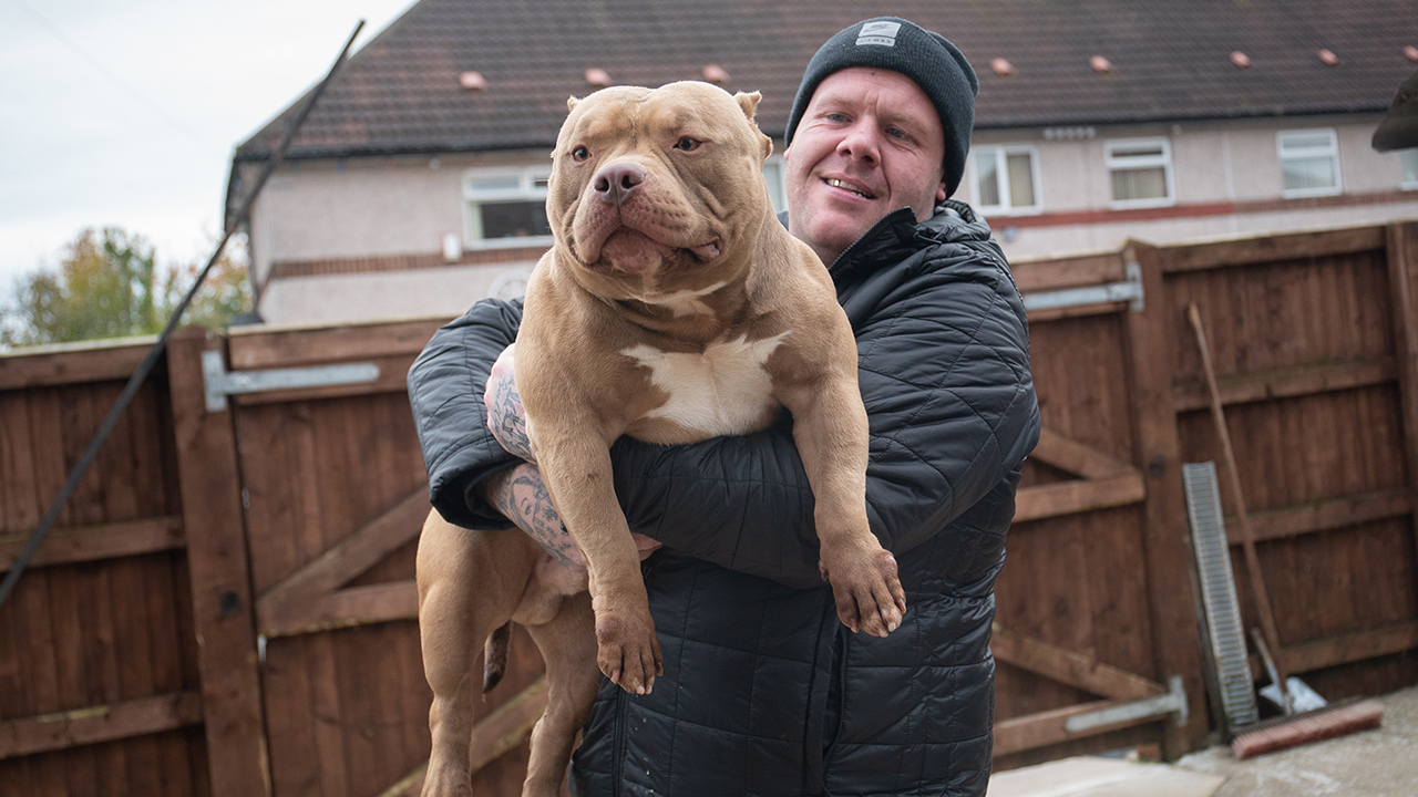 Meet Dios: The Bully Built Like A Bodybuilder | BIG DOGZ