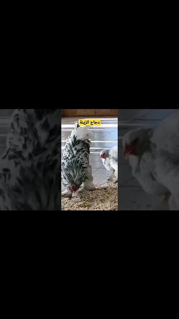 أجمل دجاج الزينة كيوت روعة