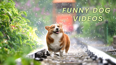 Funny Dog videos ,You can't stop laughing