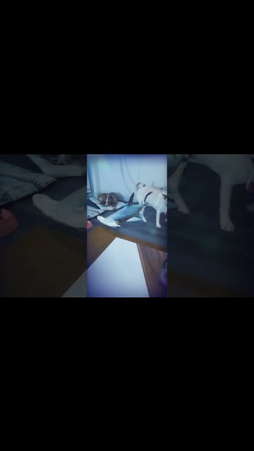 Most Amazing and trending video||relaxing your mind||trendig videos|| #shorts #trending #viral #live