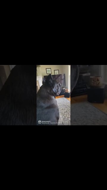 Do Cane Corsos Like Cuddling? #shorts #funnydogs #viral #funnypets