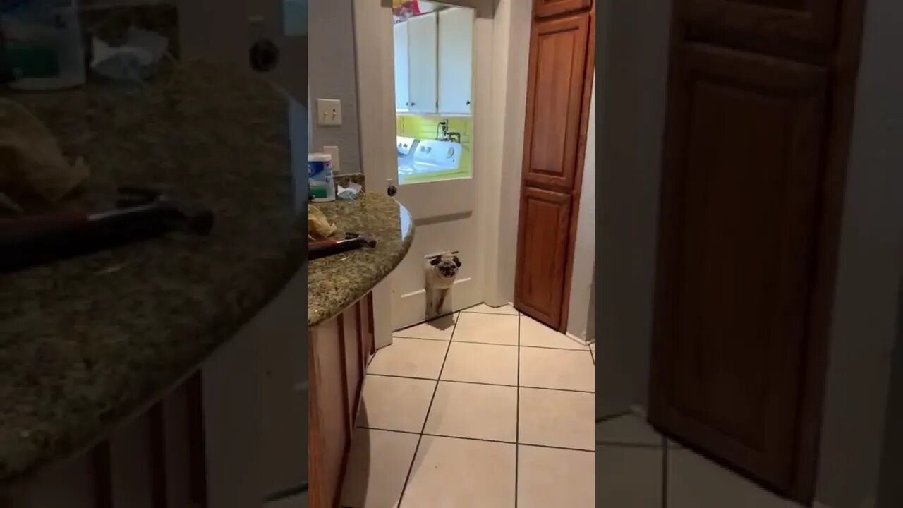 Pug gets stuck in dog door all because of ....