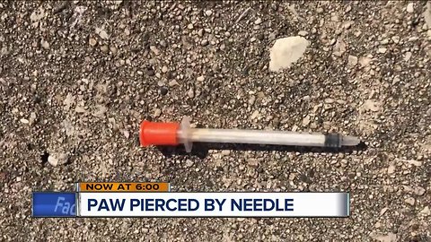 Milwaukee couple says dirty needle pierced dog’s paw