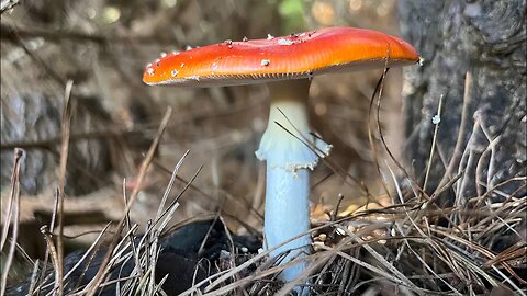 AMANITA MUSCARIA - yay or nay
