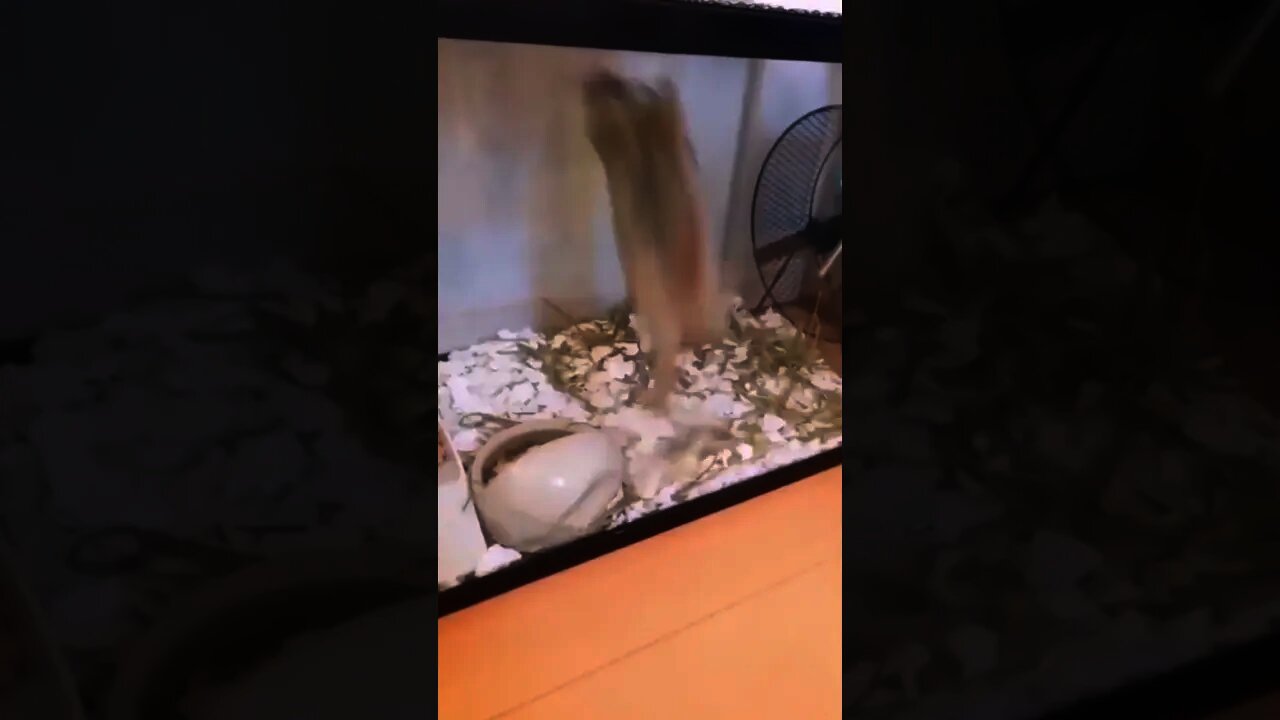 And the Golden Medal for gymnastics goes to..😂