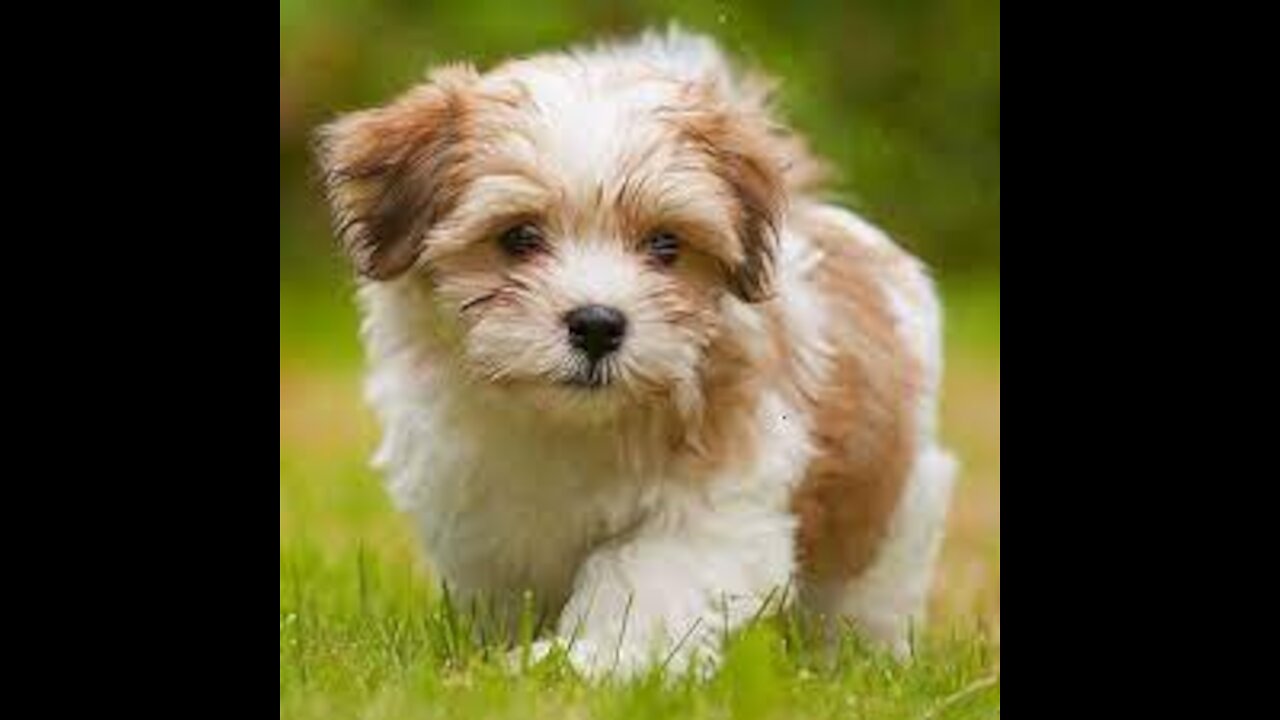 SWEET DOG VIDEO