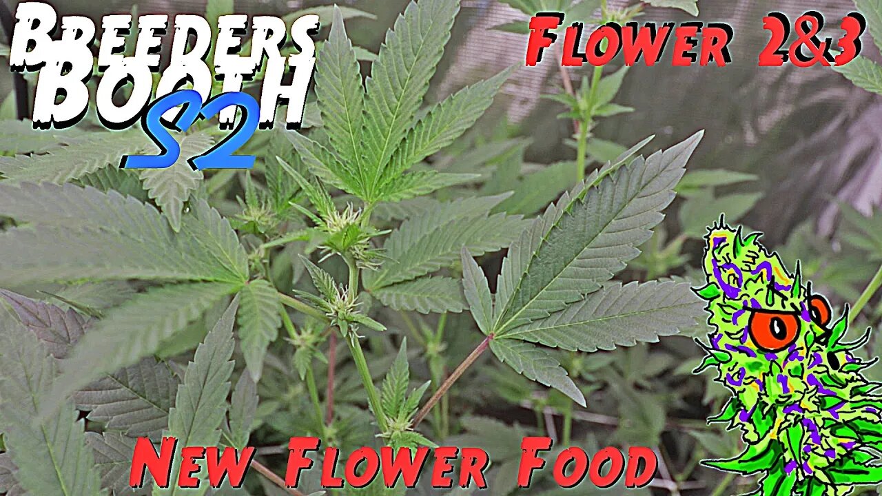 Breeders Booth S2 Ep. 8 | Flower Weeks 2 & 3 | New Flower Food