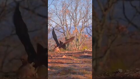 Aguia ataca Impala - eita!