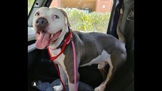 Pet of the week: Bleu the Pit Bull mix