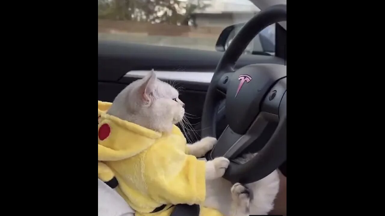 cute cat status video g | cat driving tesla #shortvideo #ytshorts #youtubeshorts #shortsfeed #shorts