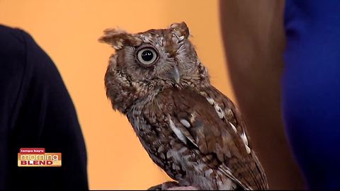 The Lowry Park Zoo brings some Halloween themed guest to the Morning Blend