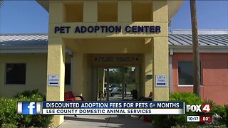 Discounted adoption fees