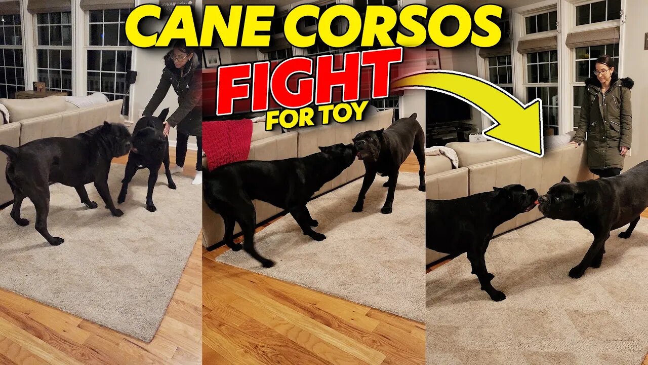 Cane Corsos FIGHT Over Toy - Who Wins?