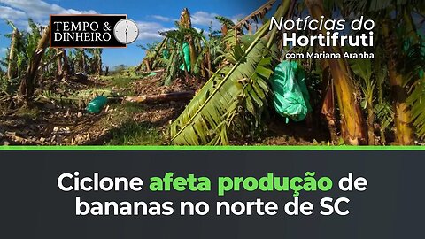 Ciclone atinge produção de bananas no norte de SC. Oferta segue restrita