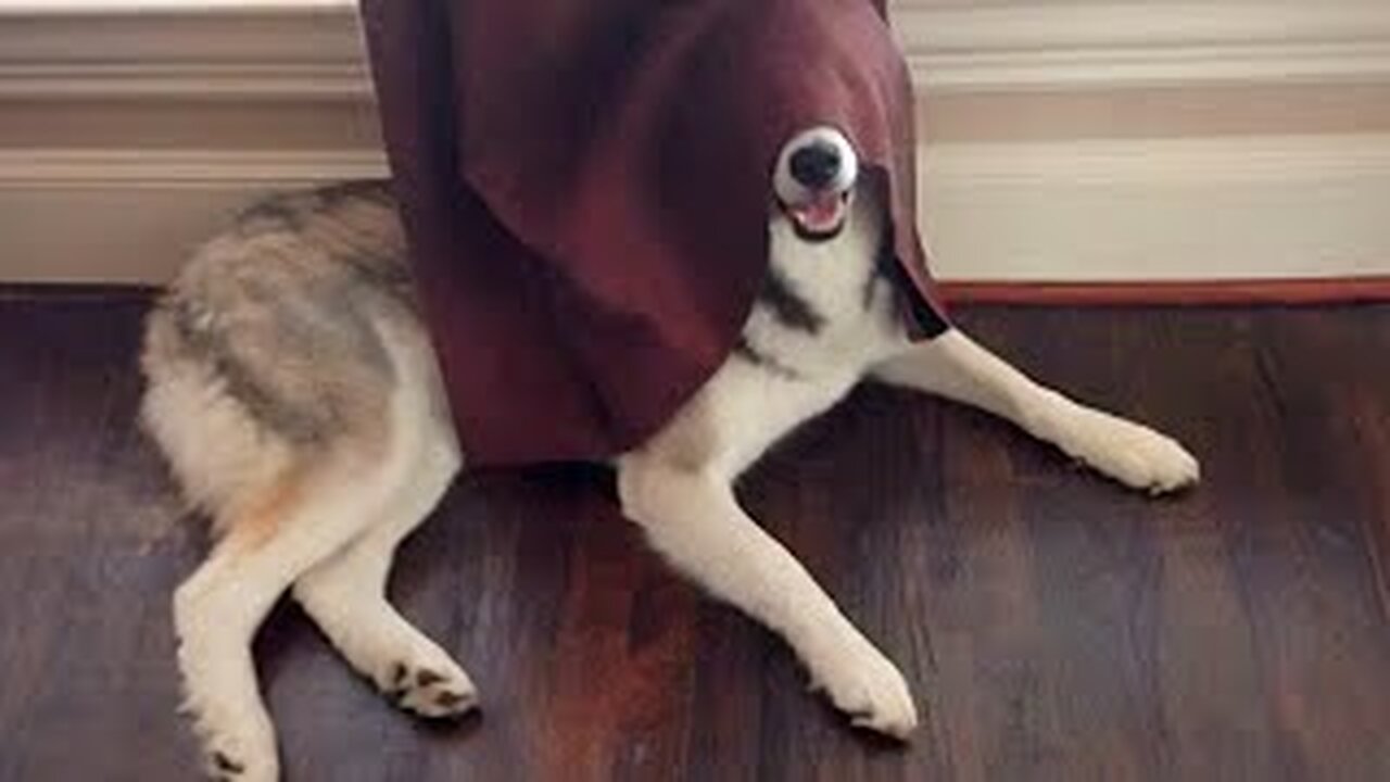 Huskies Are Really Big Drama Queens! 🤣 Funny Animals Videos 2024