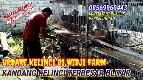 UPDATE KANDANG KELINCI TERBESAR DI WIDJI FARM BLITAR