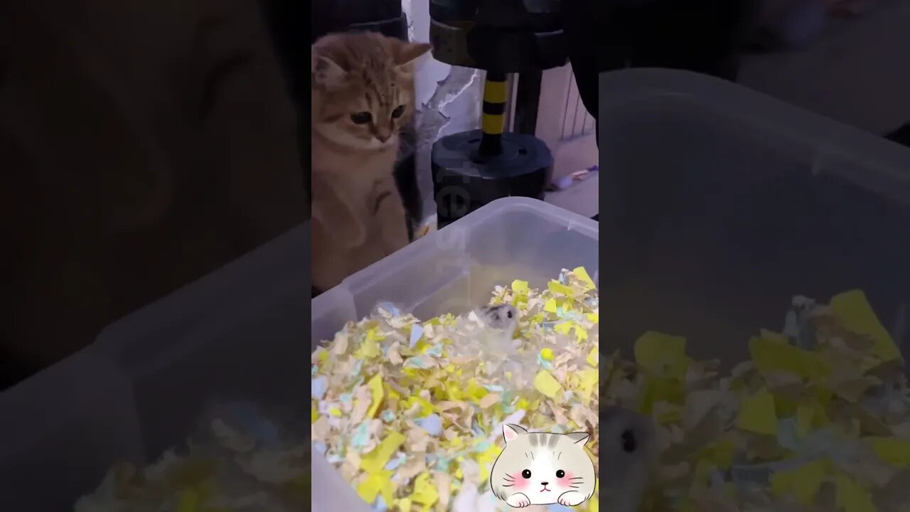 🐱Cutest Cats🐱😼&🐭