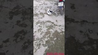oh my swan is out