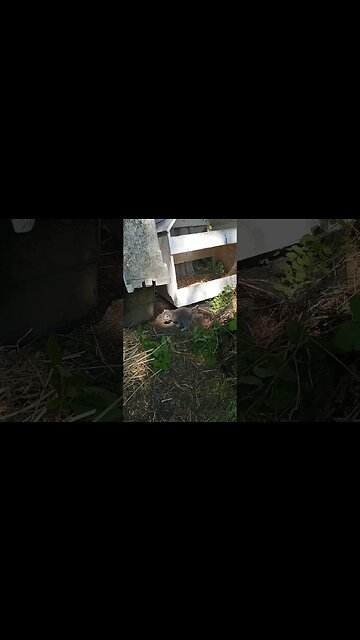 Exploring Around the House Kittens