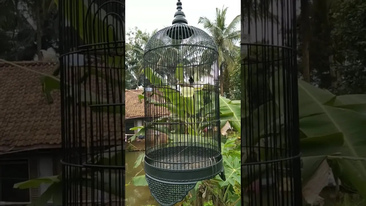 Manuk lucu banget