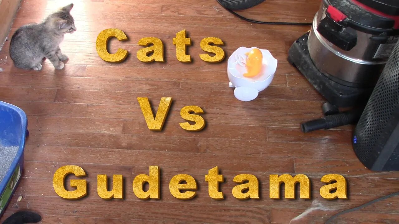 Cats Vs Gudetama RC Toy! 😻