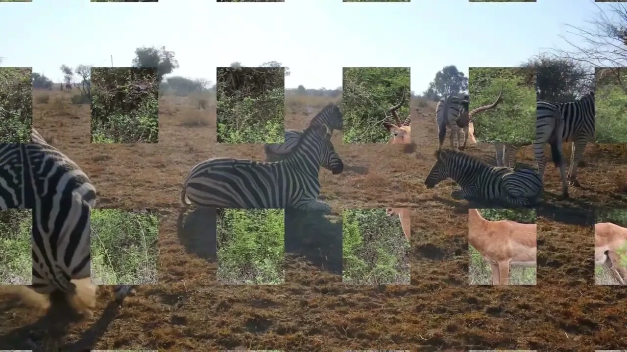 Africa Animal