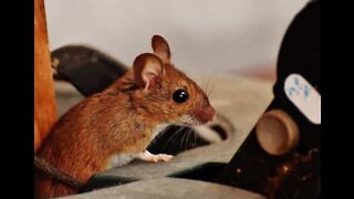 Cet homme joue au chat et à la souris chez lui