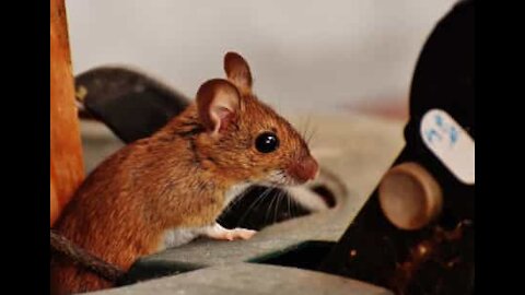 Cet homme joue au chat et à la souris chez lui