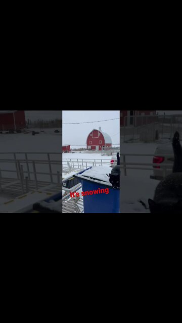 Getting snow again on the farm. #homestead #snow #iowa #farmcat