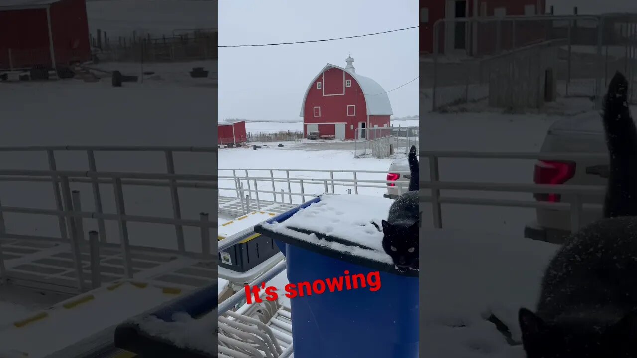 Getting snow again on the farm. #homestead #snow #iowa #farmcat