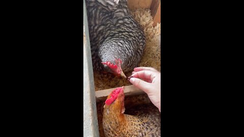 Broody Hen eats a Blueberry!