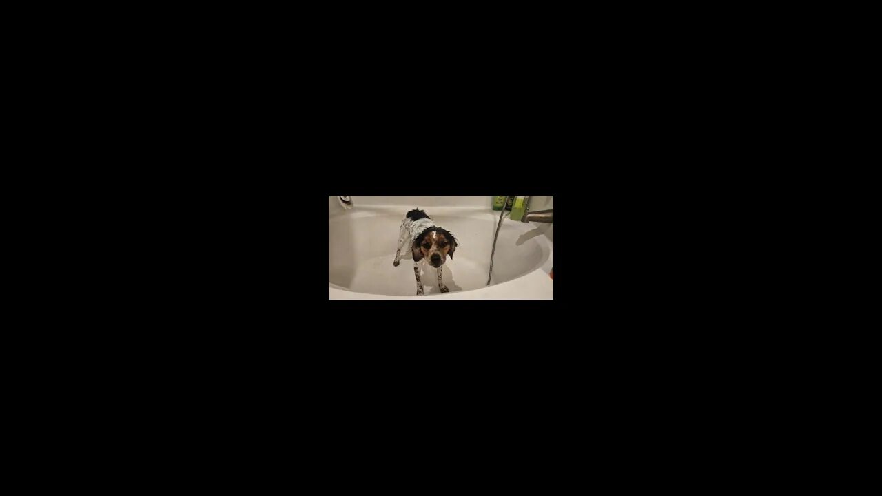 Puppy-Dog Bath day Short Slideshow