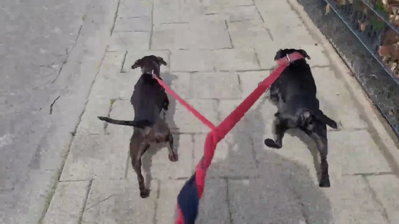 Power to weight in dogs: one of the top athletic parameters to compare individual dogs & dog breeds