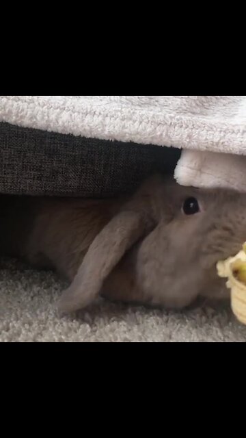 Rabbit emerges from hiding spot to snack on banana