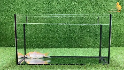 Baby Duck Duckling, Goldfish, Koi Carp Fish